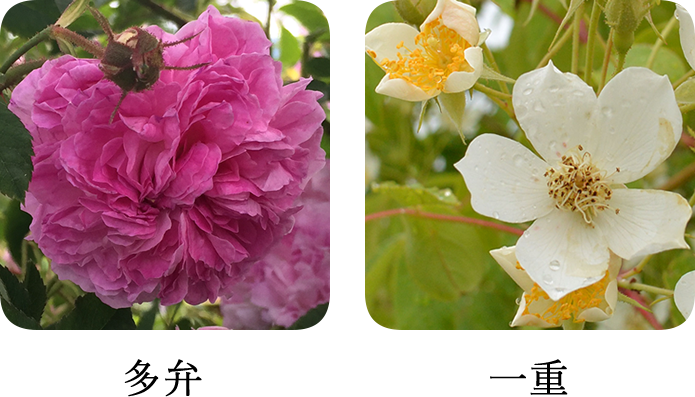 花畑薔薇小話 花の起源とその仕組み 香るバラ 会津花畑蒸溜所