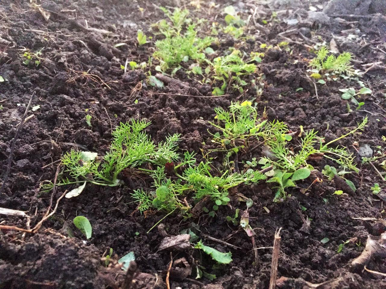 薔薇花はそろそろ見納め 香るバラ 会津花畑蒸溜所