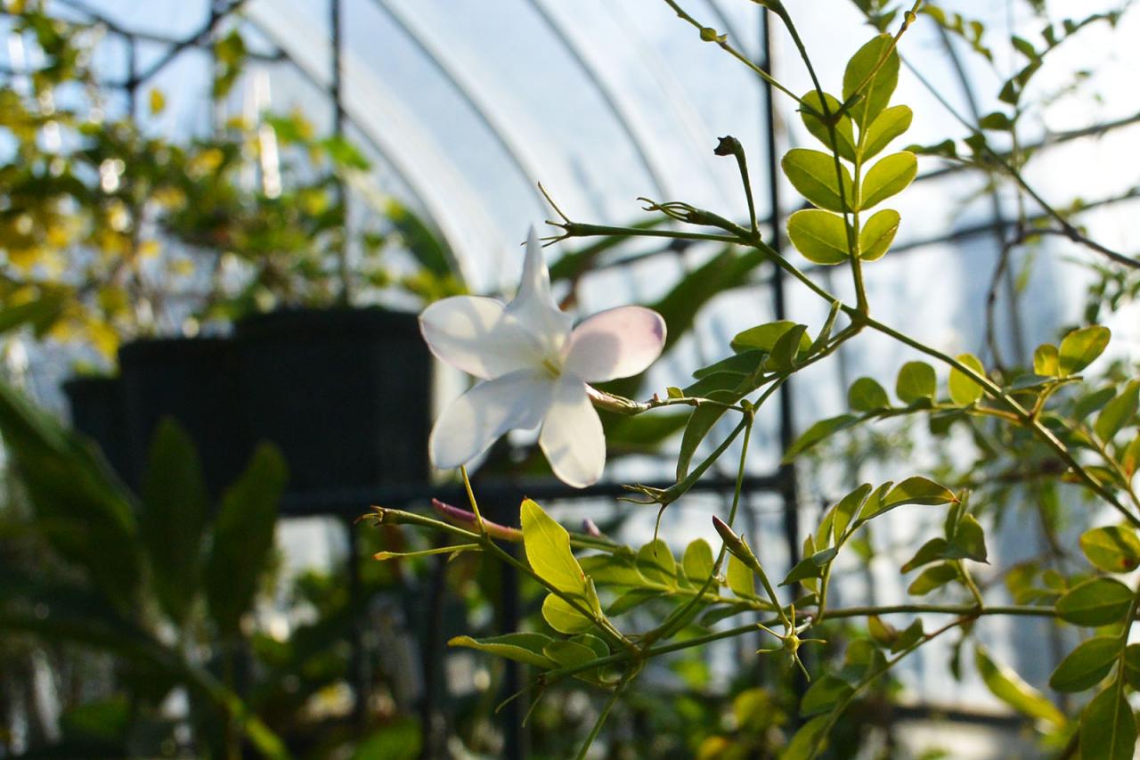 秋のハウスの外と中 香るバラ 会津花畑蒸溜所