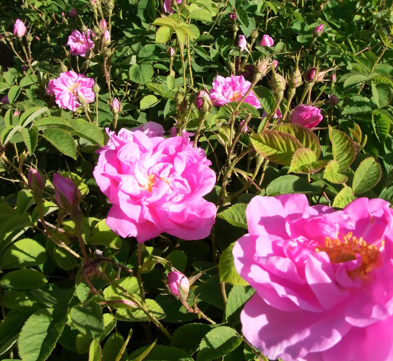 会津の薔薇 ダマスクローズ には バラ様の甘い香りが豊富 香るバラ 会津花畑蒸溜所