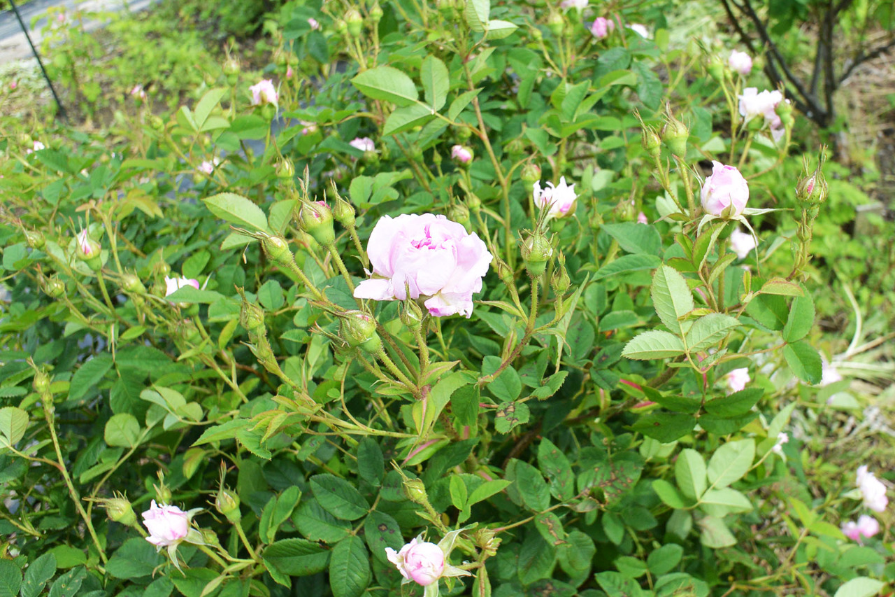 収穫シーズン始まりのダマスクローズ 香るバラ 会津花畑蒸溜所