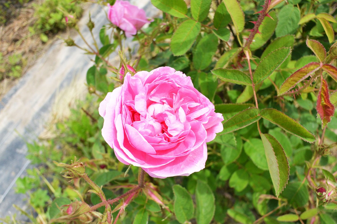 薔薇の花に触れる前 香るバラ 会津花畑蒸溜所