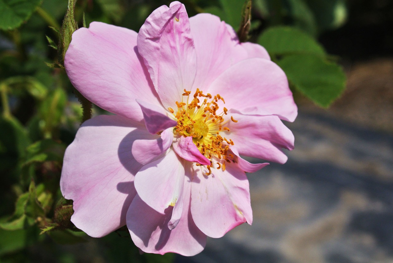 超花畑 6 花びらと蕊 香るバラ 会津花畑蒸溜所