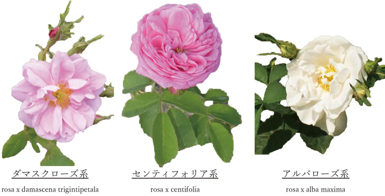 
会津花畑蒸溜所で栽培・加工している香りの薔薇花。実は大きな分類では5種類あります。そのうち、既に商品化している2種に...
