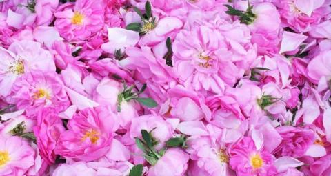 5/1～ダマスクローズ生花