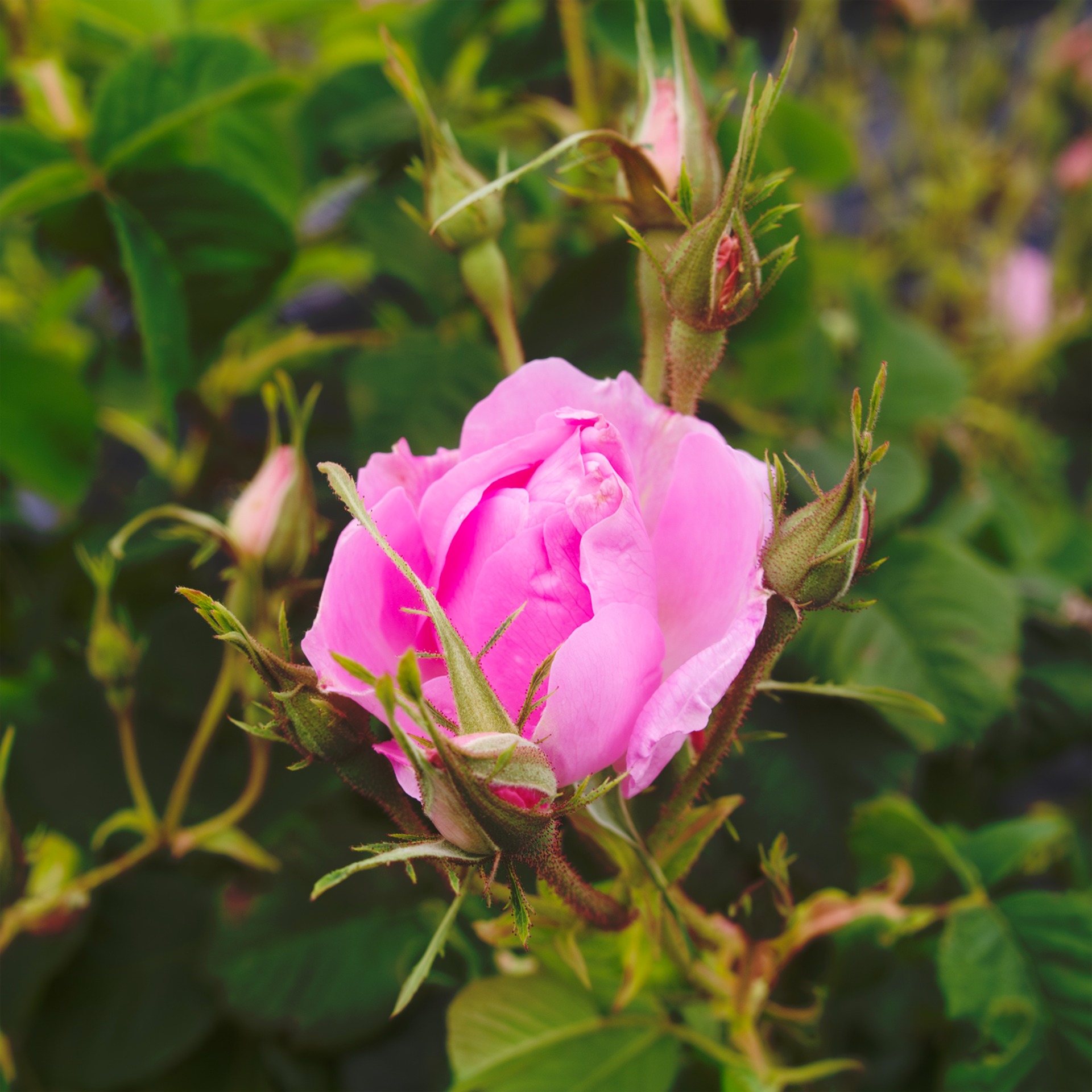 5月22日の月下香と薔薇花の様子 | 'Scented rose' Aizu Hanabatake