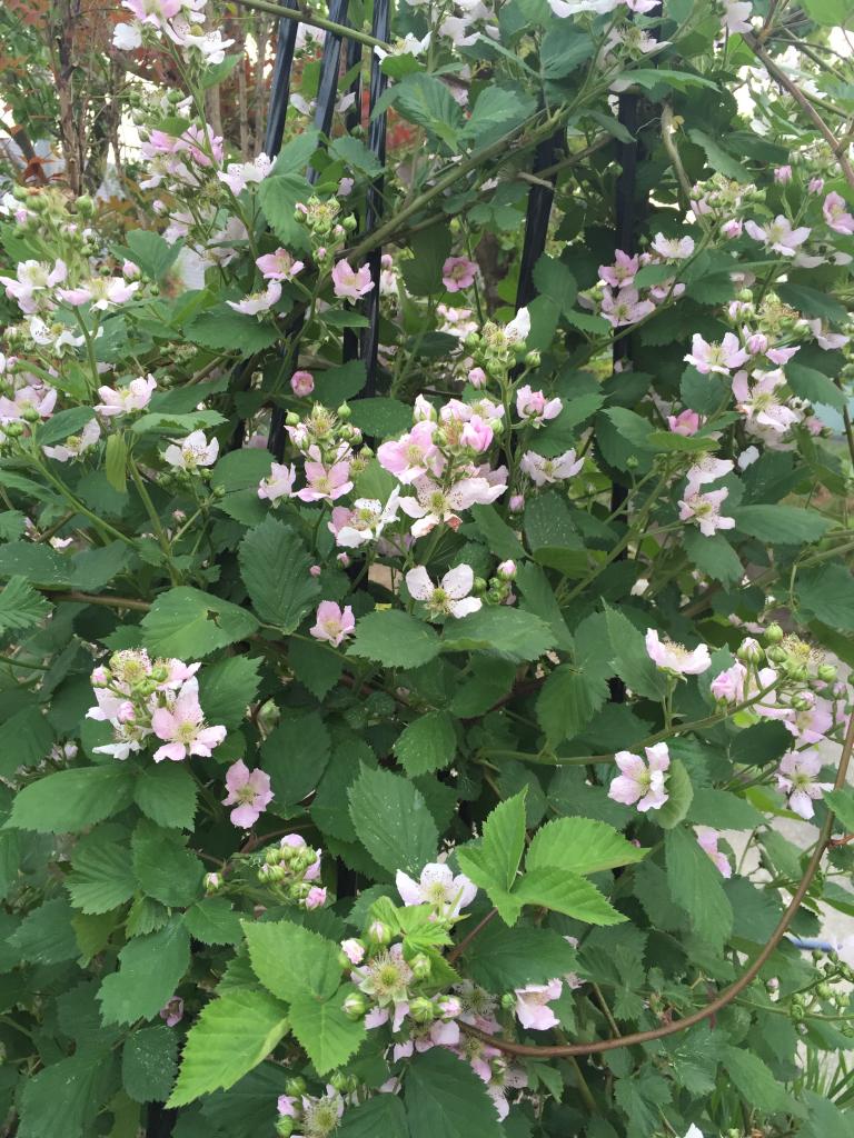 ラズベリー花 見ごろ 香るバラ 会津花畑蒸溜所