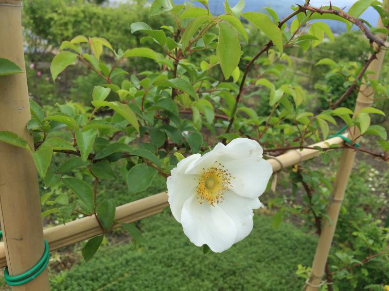 ナニワイバラとイヌバラ 香るバラ 会津花畑蒸溜所