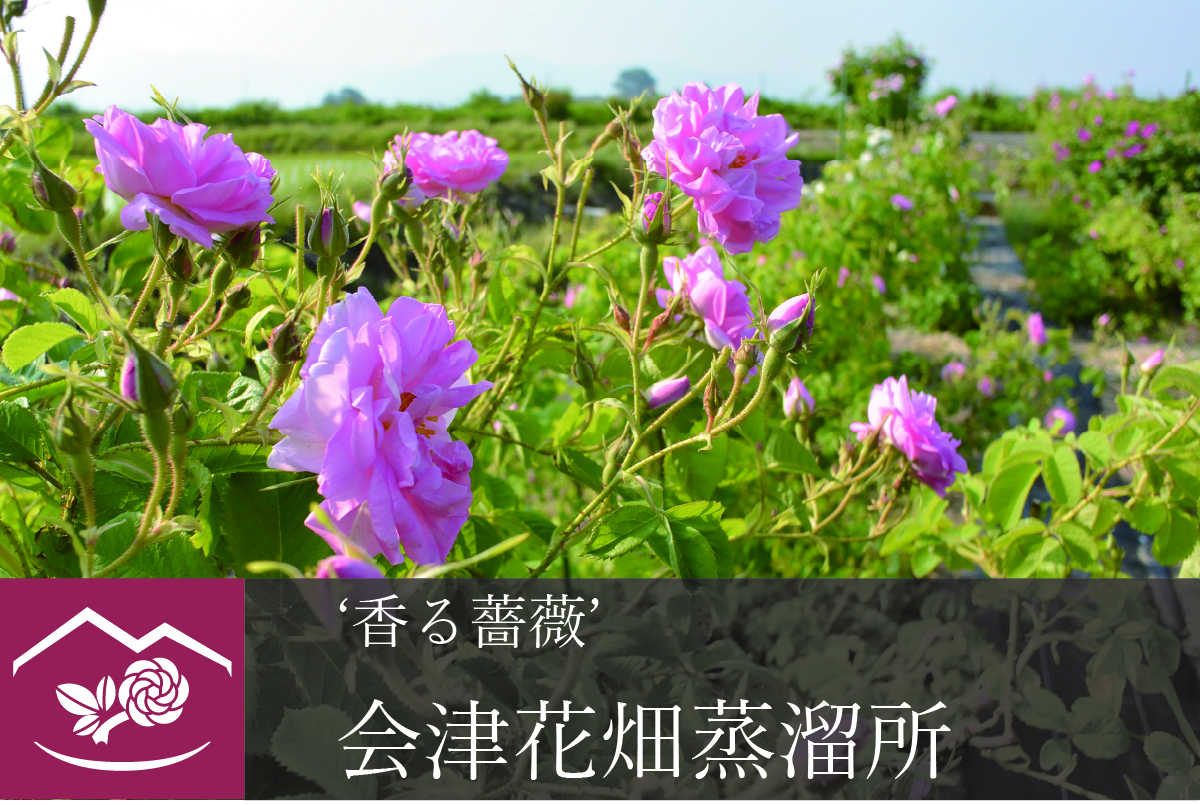5月22日の月下香と薔薇花の様子 | 'Scented rose' Aizu Hanabatake